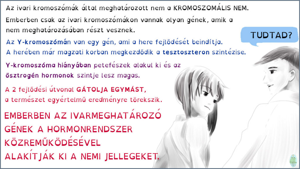 Emberben az ivari kromoszómák által meghatározott kromoszomális nem határozza meg a nemi jellegzetességeket.