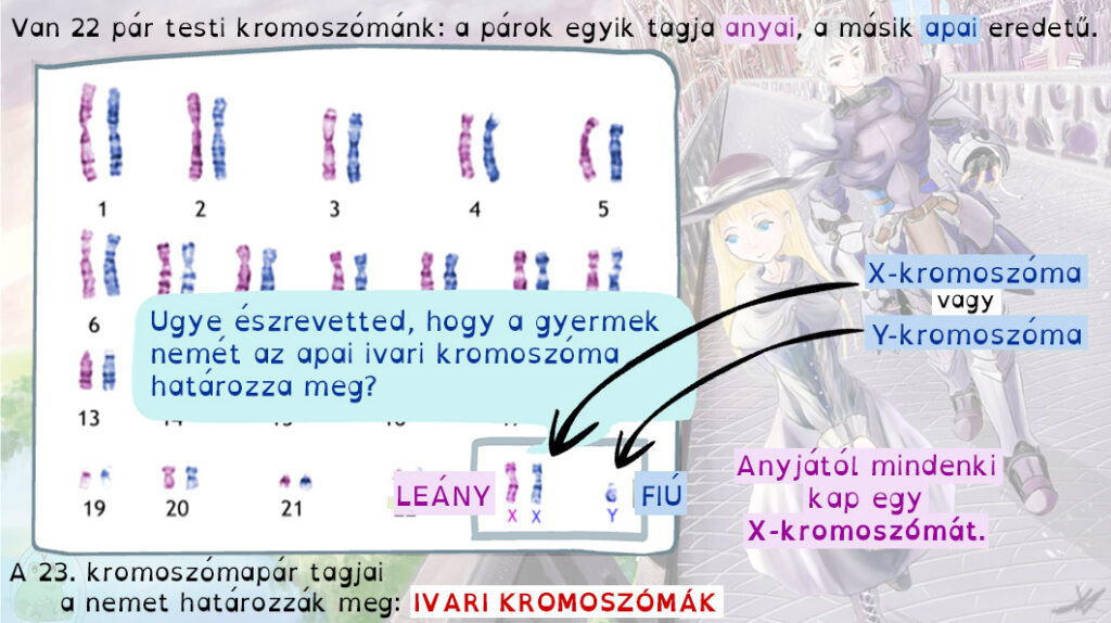 Az emberi kromoszómakészletet 22 pár testi és 1 pár ivari homológ kromoszómapár alkotja. A nemet az apától örökölt ivari kromoszóma határozza meg.