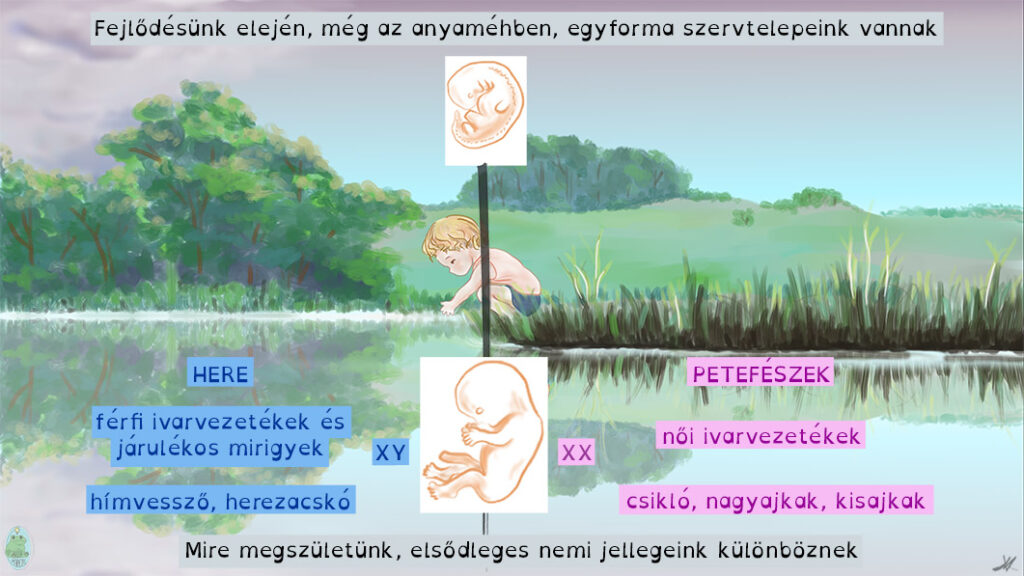 Születésre a fiúk és lányok nemi szervei jól megkülönböztethetők lesznek.