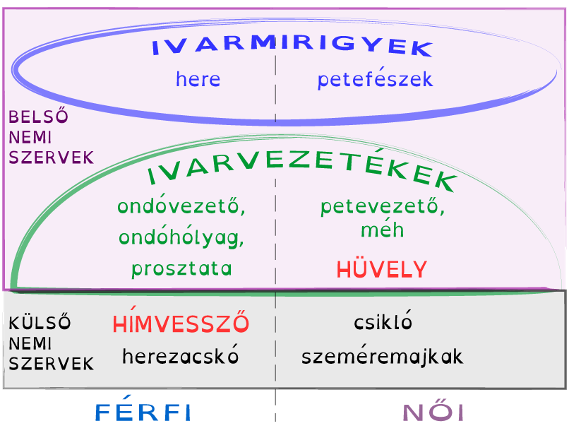 A nemi szervek testen belüli vagy kívüli helyzete alapján történő csoportosítása. A párzószerv férfiakban a külső, nőkben a belső szervek közé tartozik.