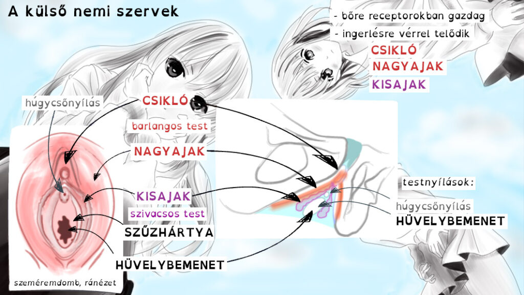 A női külső nemi szervek, a hüvelybemenetet körülvevő csikló és szeméremajkak helyzete, a szűzhártya kinézete.