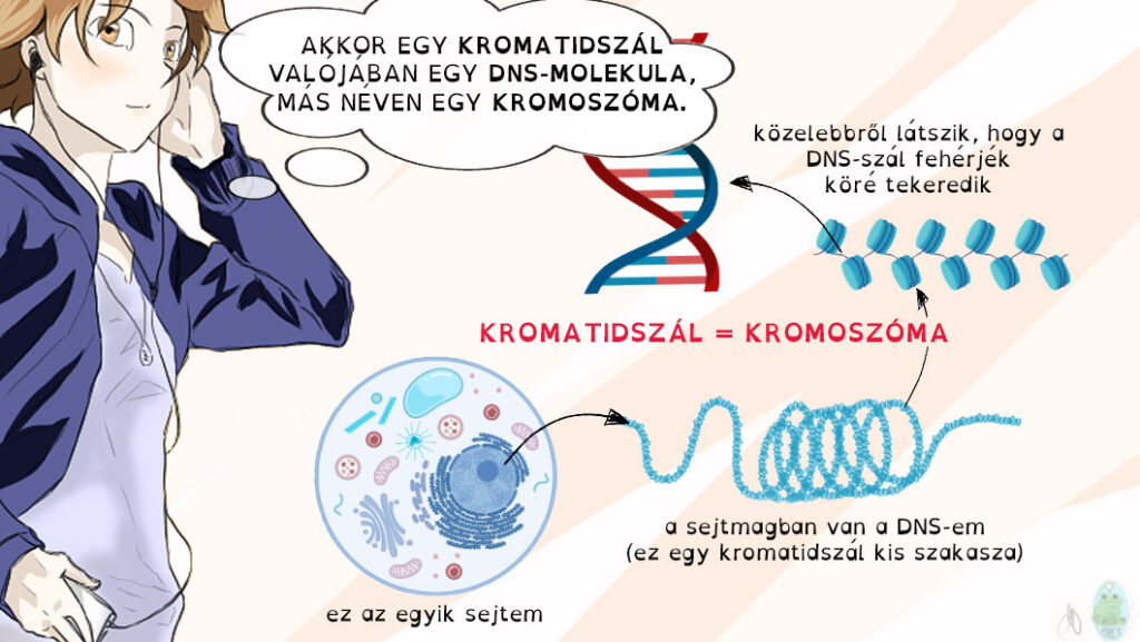 Az osztódások között lévő kromoszómák mindegyike egy DNS-molekula, ami fehérjék köré tekeredve kromatidszálat képez.