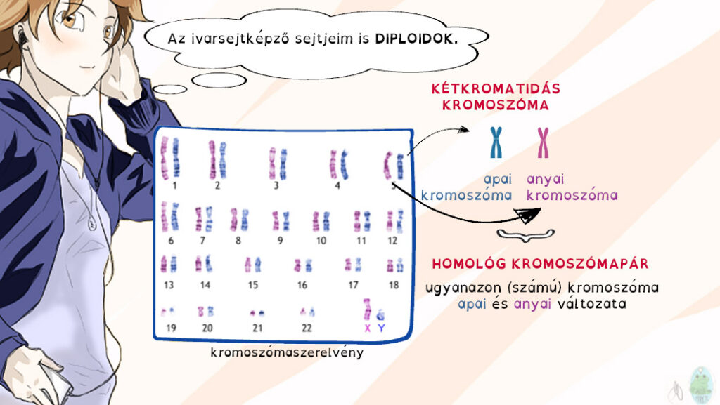 A diploid sejtekben minden anyai eredetű kromoszómának van egy apai eredetű párja, ezek a homológ kromoszómapárok.