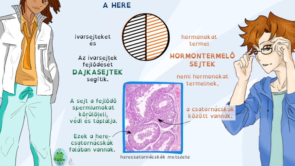 A dajkasejtek és a nemi hormontermelő sejtek helyzete a herében: a dajkasejtek a herecsatornácskák falában, a hormontermelő sejtek pedig a csatornácskák között vannak.