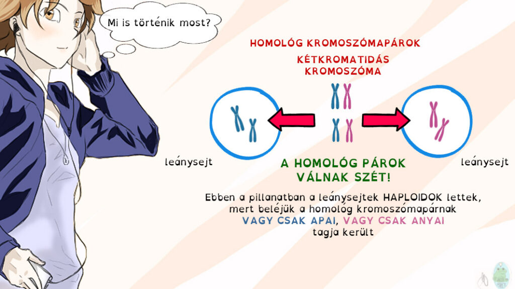 A számfelező osztódás első szakaszában a homológ kromoszómapárok válnak szét.