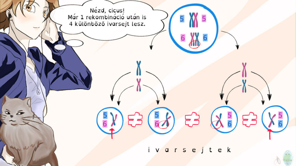 A számfelező osztódás eredménye 2 homológ kromoszómapár esetében, ha egy genetikai rekombináció történt: a 4 utódsejt között nincs 2 egyforma.