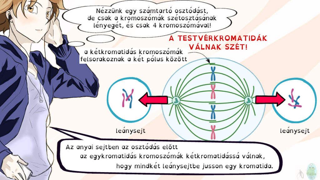 A számtartó osztódásban a testvérkromatidák válnak szét