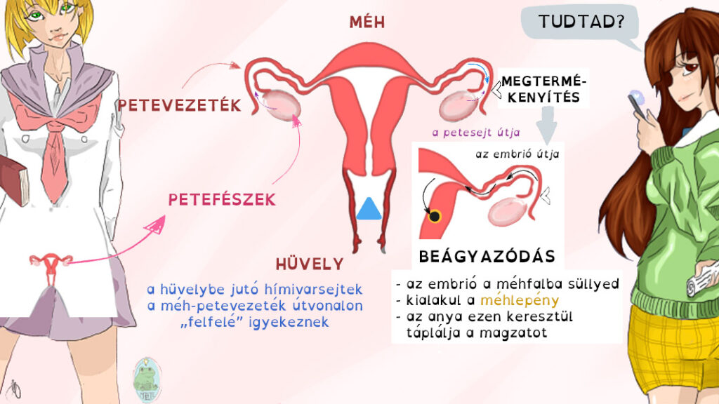 A női belső nemi szervek, a megtermékenyítés és az embrió beágyazódásának helye, valamint a méhlepény alakja és feladata.