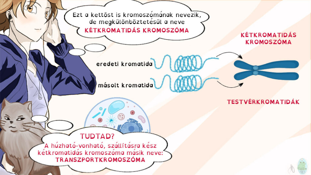 Az osztódás előtt DNS-szintézis során testvérkromatidák képződnek, melyek együtt maradva kétkromatidás kromoszómát alkotnak.