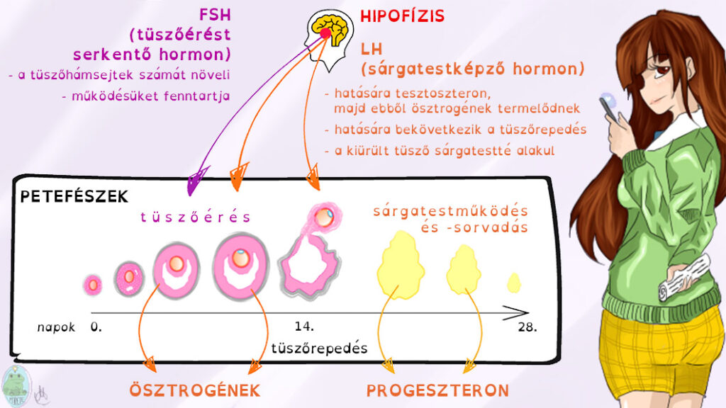 A petefészek működését a hormonrendszer szabályozza: a tüszőérés lépései 28 naponként ismétlődnek.